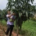 金煌芒果苗四季芒果贵妃芒果台农芒果苗一手货源基地直发