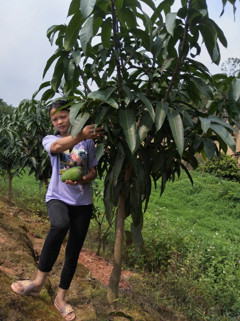 金煌芒果苗四季芒果贵妃芒果台农芒果苗一手货源基地直发
