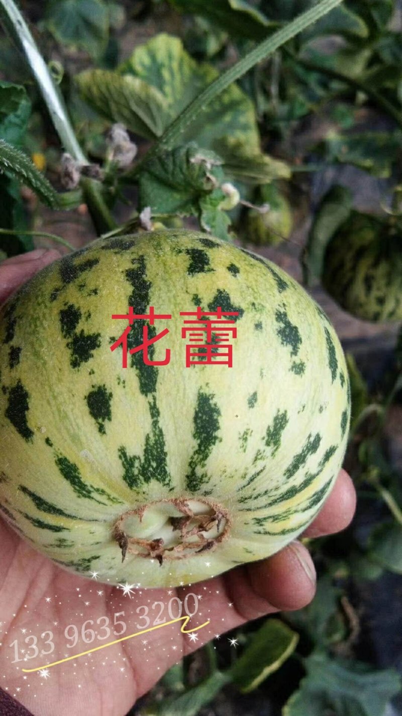 甜瓜花蕾甜瓜香瓜