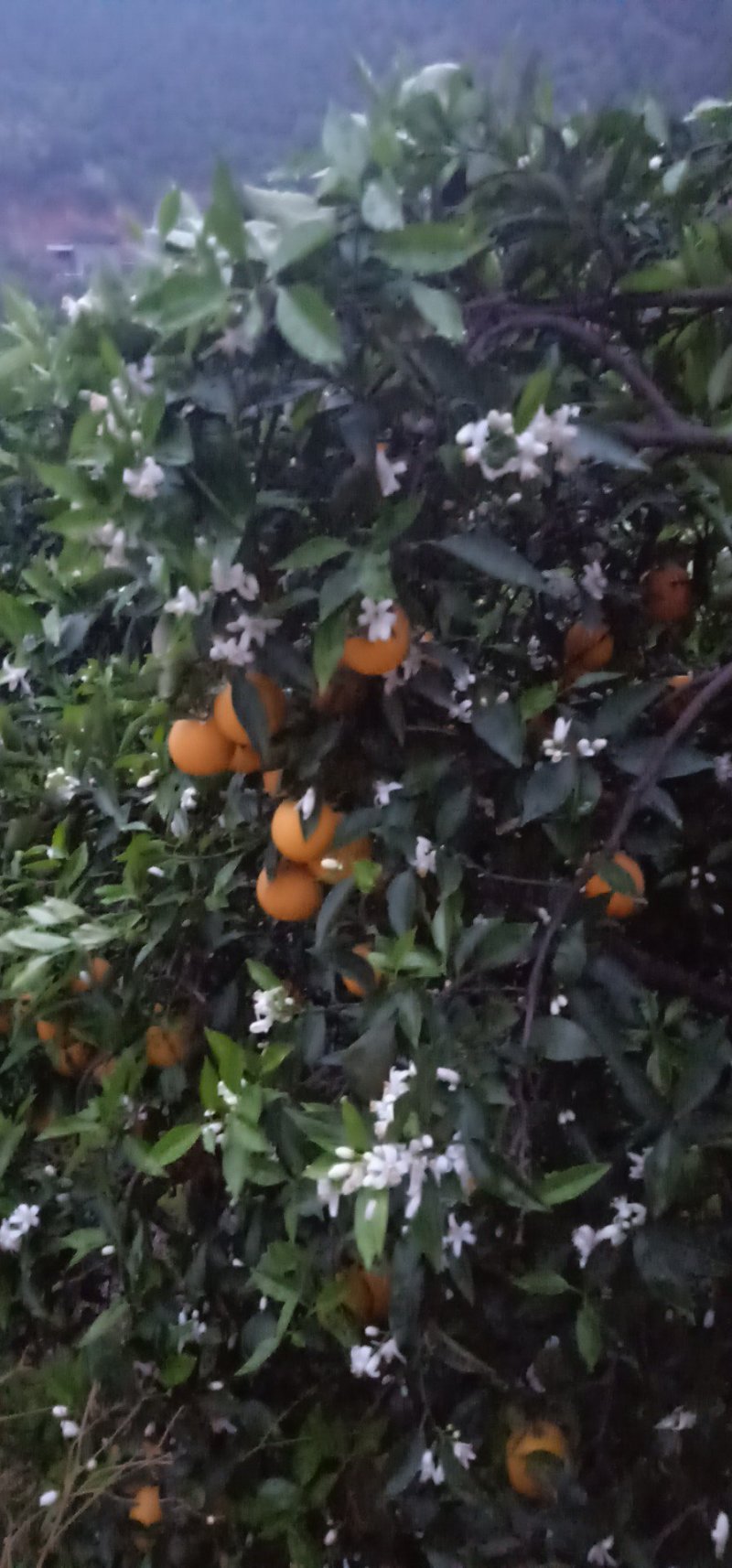 夏橙