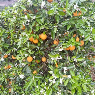 夏橙