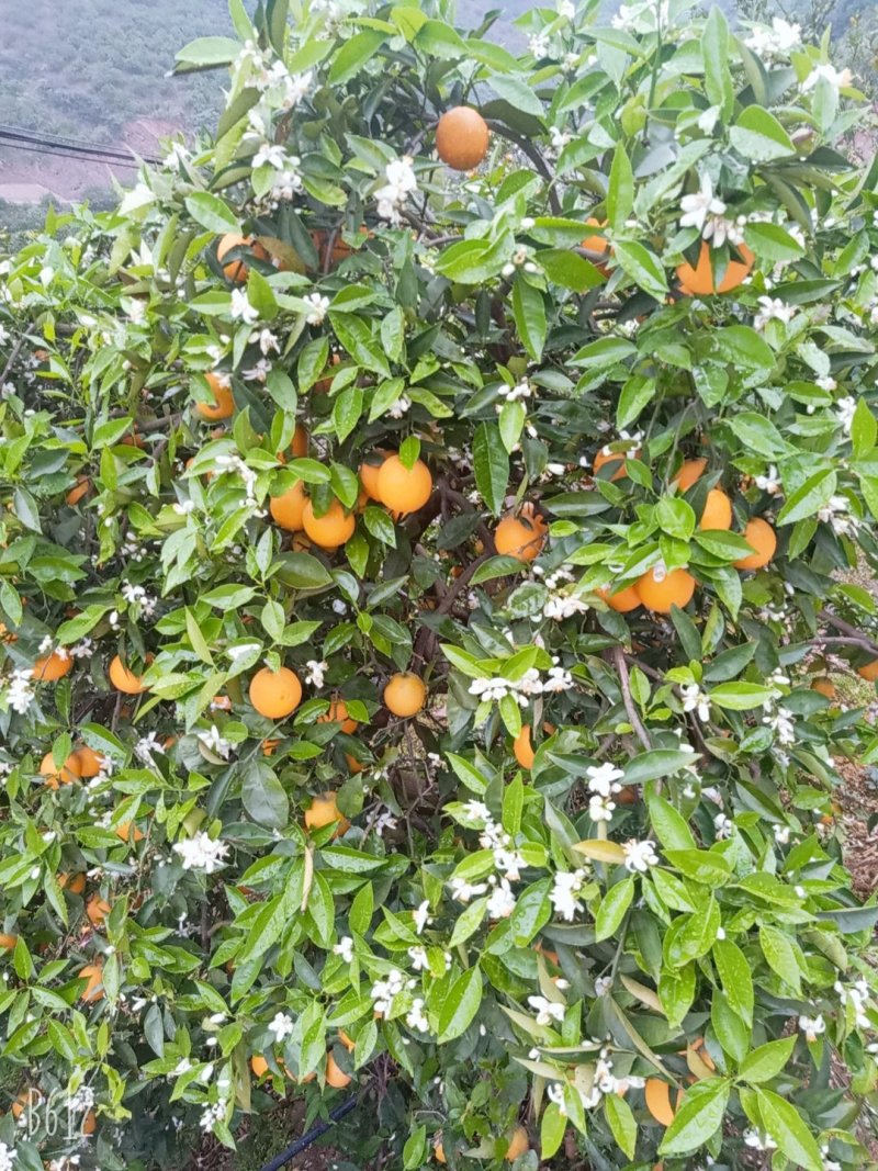 夏橙