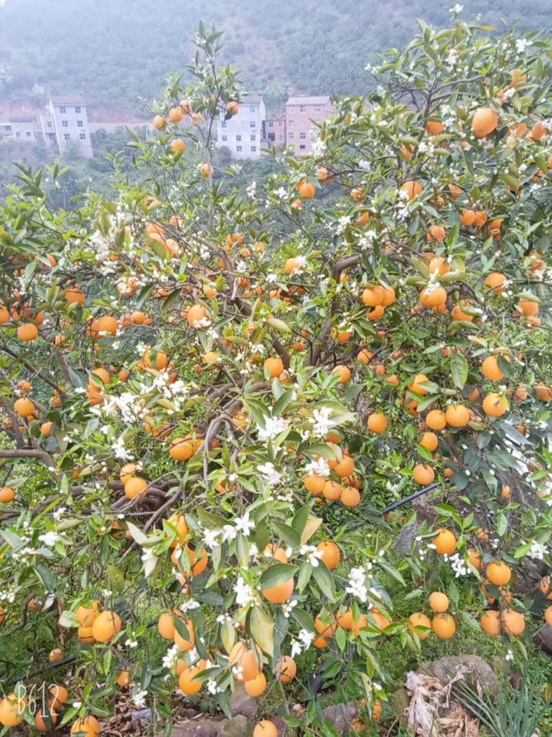 夏橙