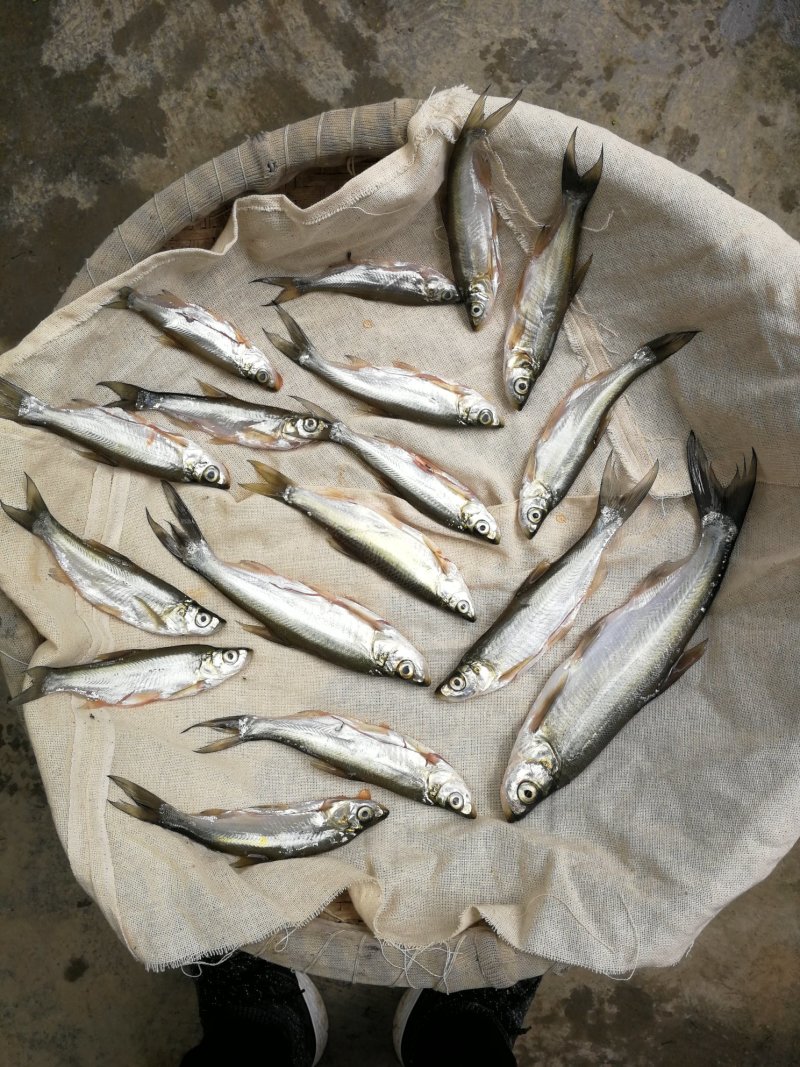 阳干翘嘴白鱼大白刁，餐条9成干水分少