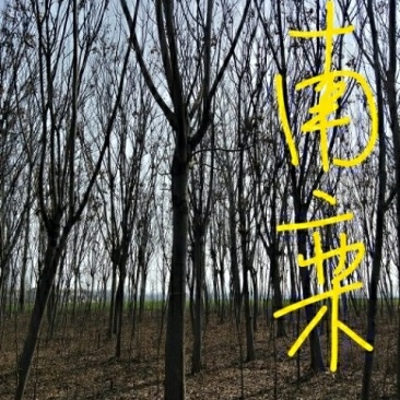 栾树12公分