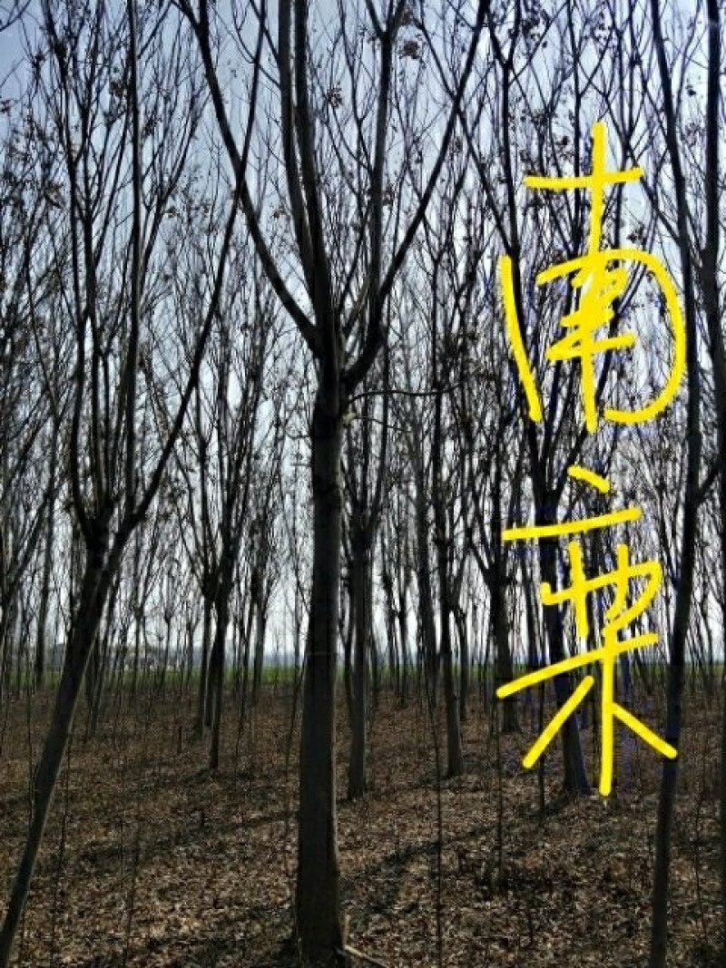 栾树12公分
