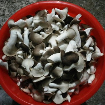 秀珍菇
