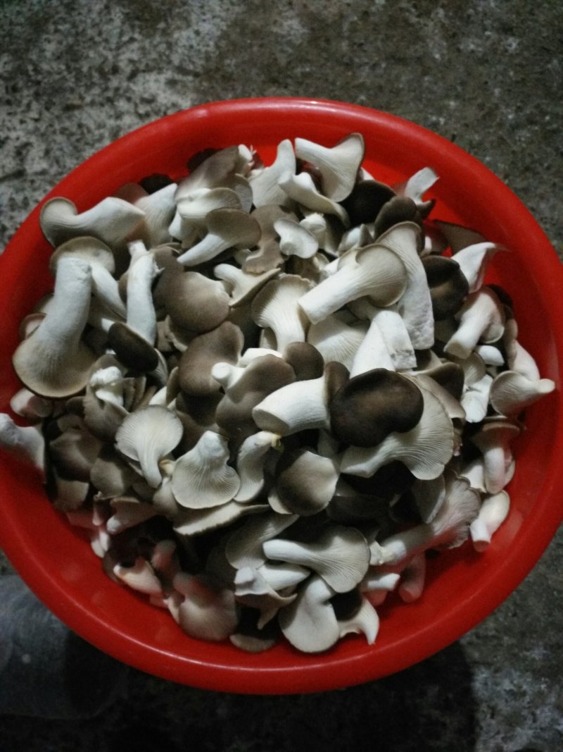 秀珍菇