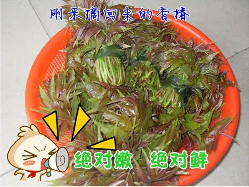 干香椿芽秦岭农家腌制脱水晾干椿芽一斤起发