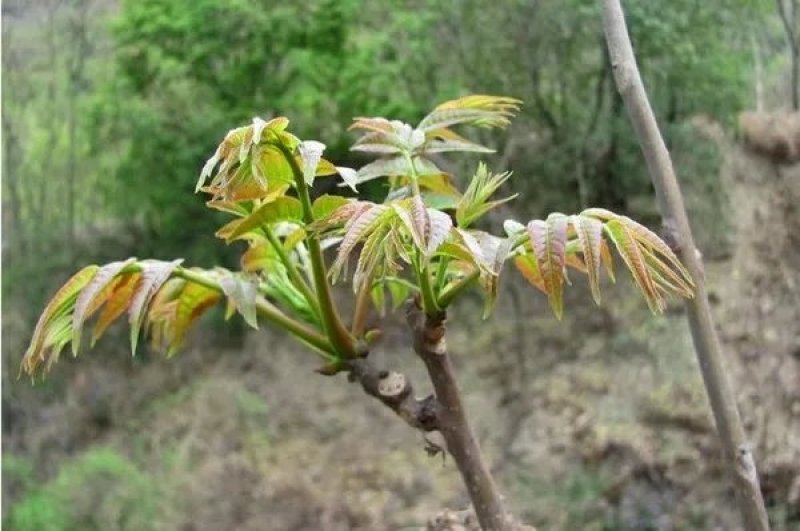 干香椿芽秦岭农家腌制脱水晾干椿芽一斤起发