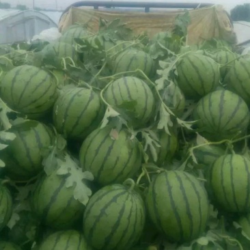 马上大量甜王西瓜震撼上市保质保量各种品种西瓜应有尽有