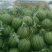 马上大量甜王西瓜震撼上市保质保量各种品种西瓜应有尽有
