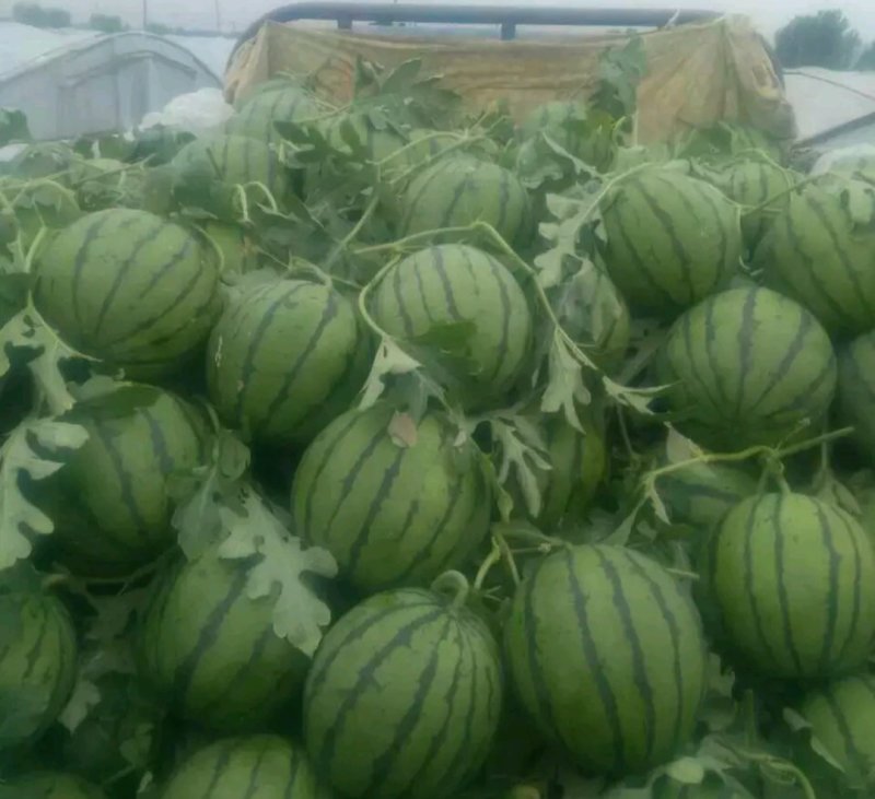 马上大量甜王西瓜震撼上市保质保量各种品种西瓜应有尽有