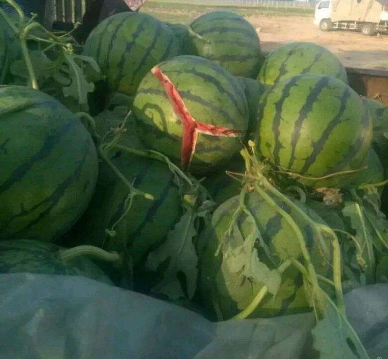 马上大量甜王西瓜震撼上市保质保量各种品种西瓜应有尽有