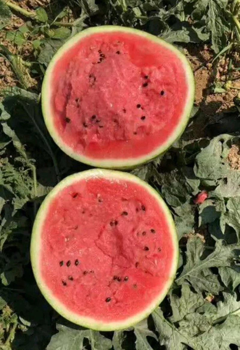 马上大量甜王西瓜震撼上市保质保量各种品种西瓜应有尽有