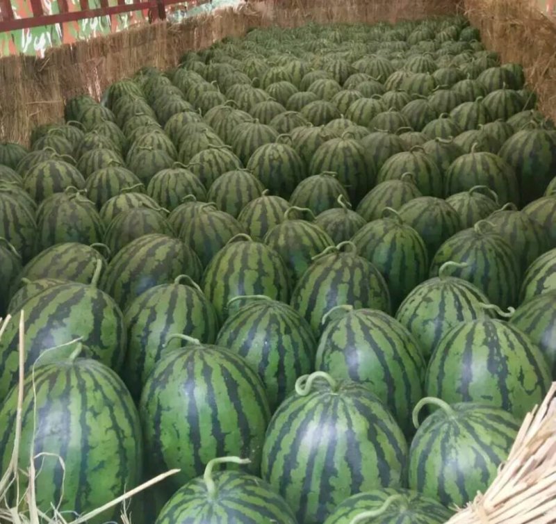 《特价》各种品种西瓜上市了，量大从优，想要好话的快联系我