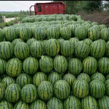 《特价》各种品种西瓜上市了，量大从优，想要好话的快联系我