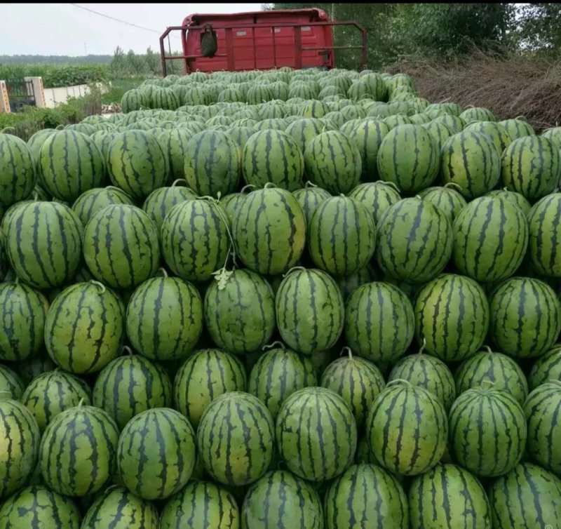 《特价》各种品种西瓜上市了，量大从优，想要好话的快联系我