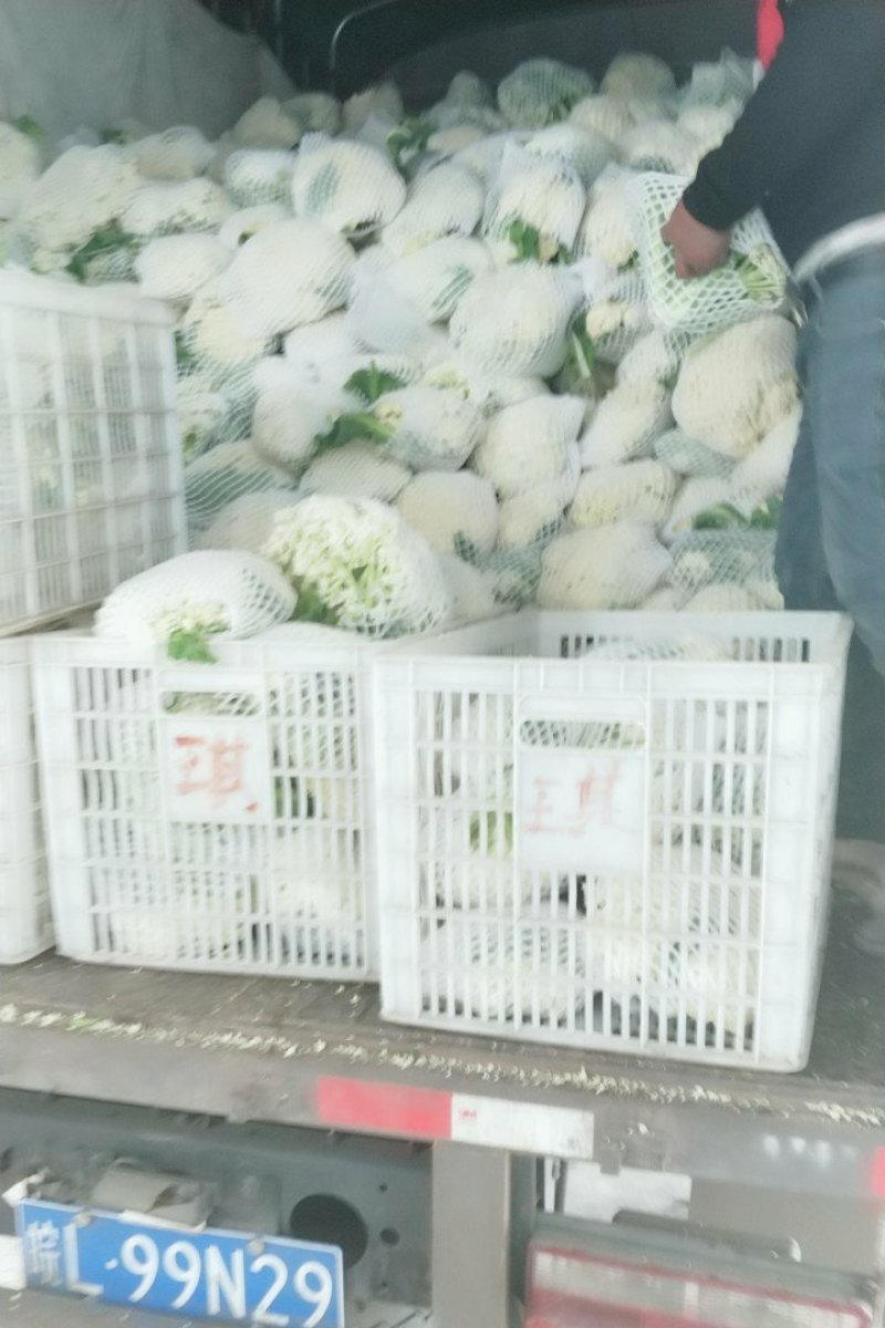有机花