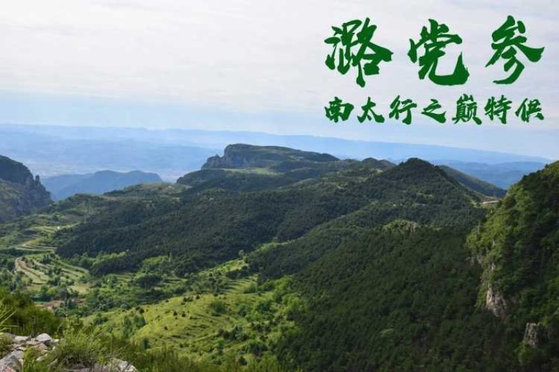 党参锻党参片党参节上党中条潞党参片直径0.4-0.8cm