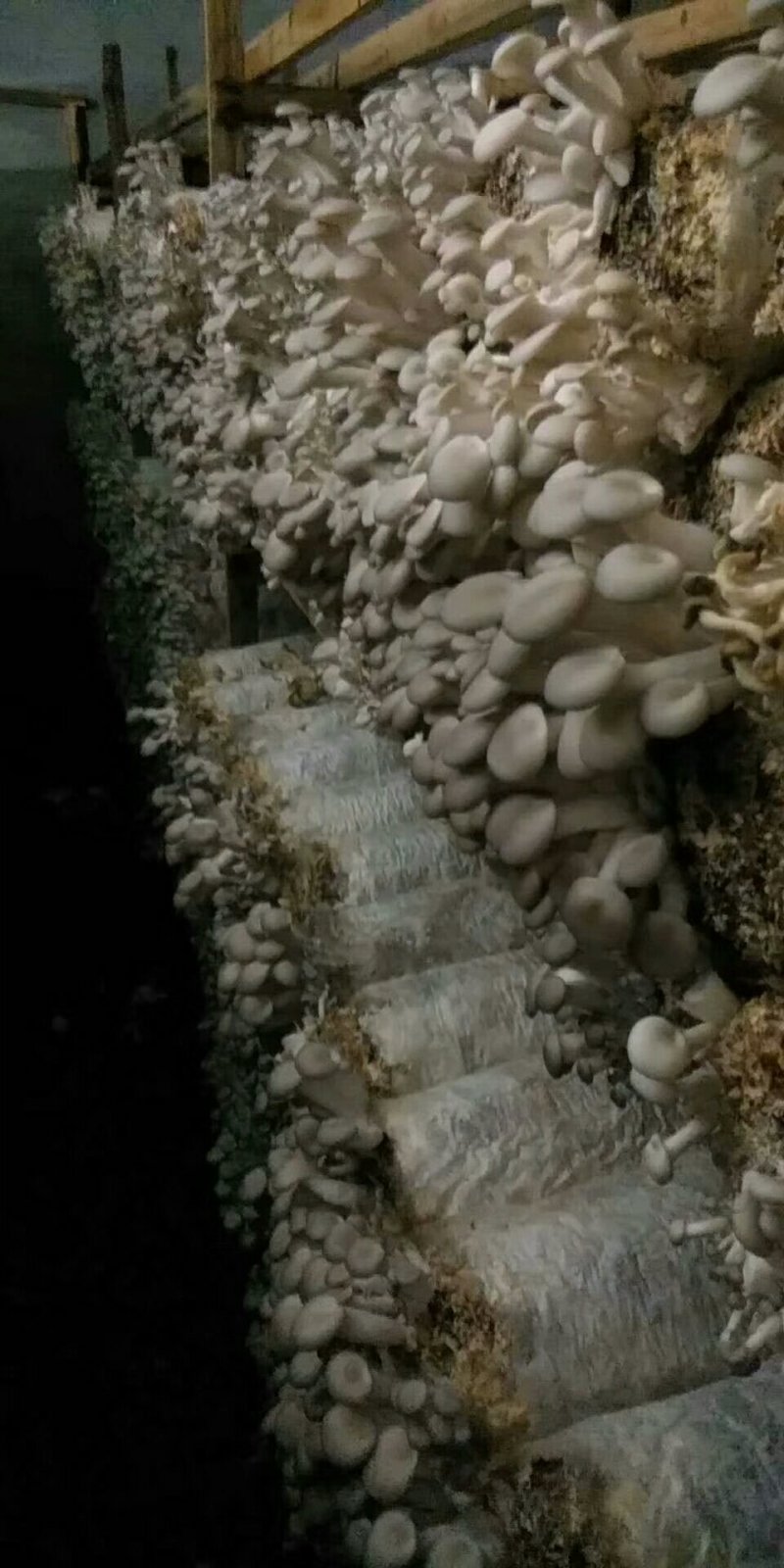秀珍菇