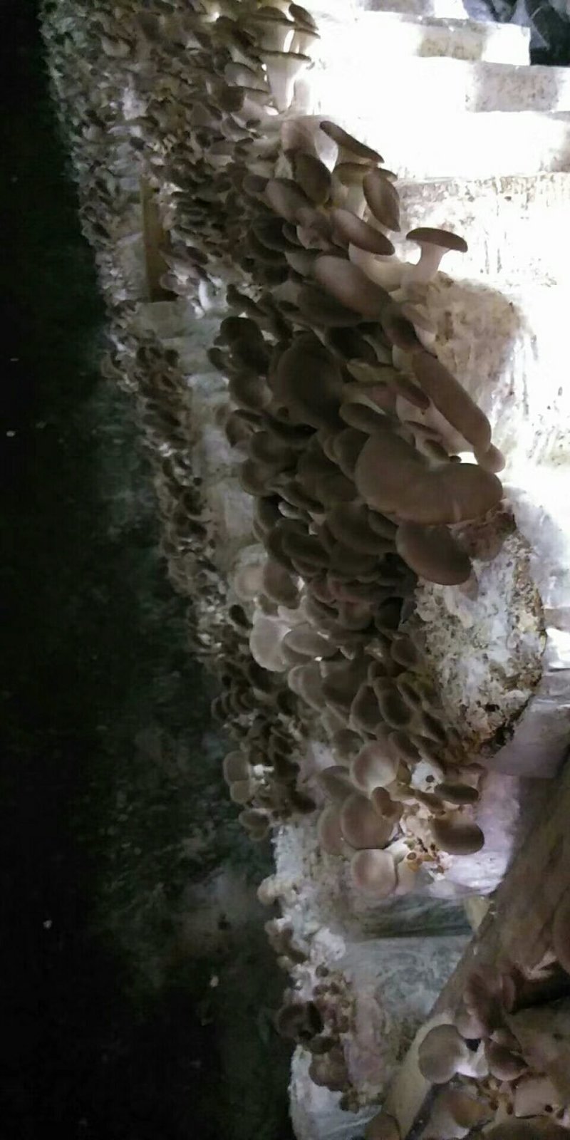 秀珍菇