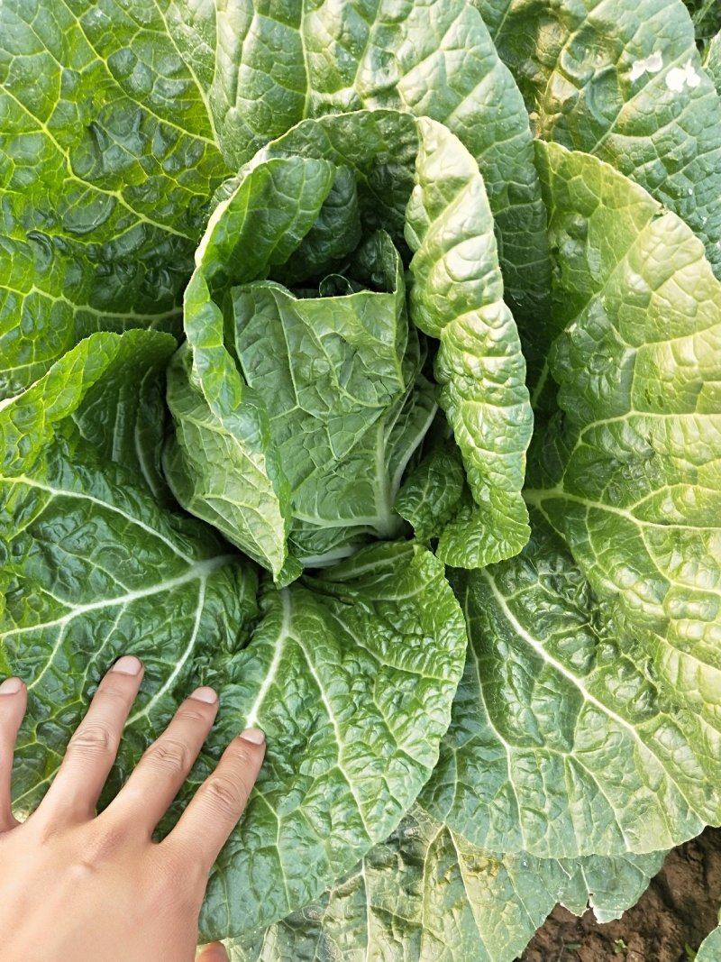 陆地白菜