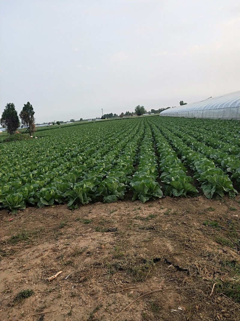 陆地白菜