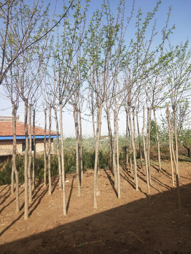 平头发帽刺槐，3公分到十公分