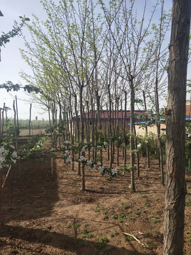 平头发帽刺槐，3公分到十公分