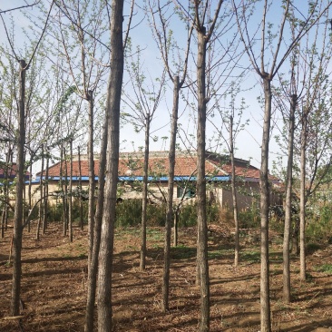 平头发帽刺槐，3公分到十公分
