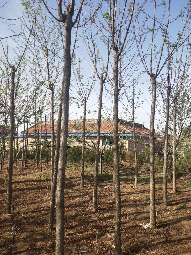 平头发帽刺槐，3公分到十公分