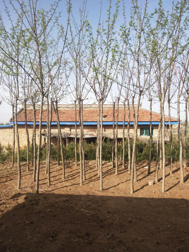 平头发帽刺槐，3公分到十公分