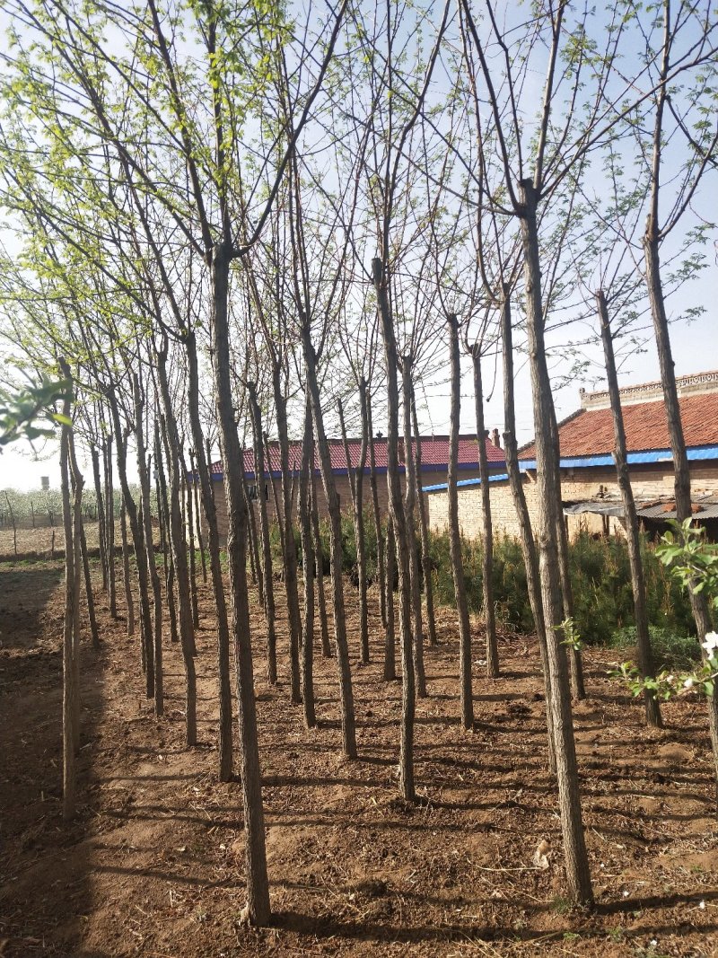平头发帽刺槐，3公分到十公分