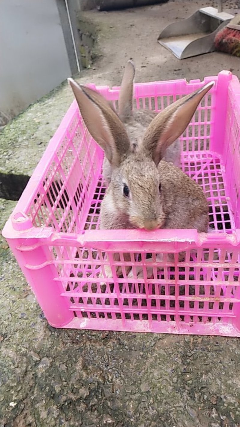 幼兔肉兔种兔杂交种野兔养殖满月兔崽肉兔草兔山地兔麻兔白兔