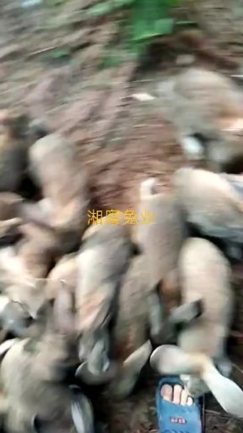 幼兔肉兔种兔杂交种野兔养殖满月兔崽肉兔草兔山地兔麻兔白兔