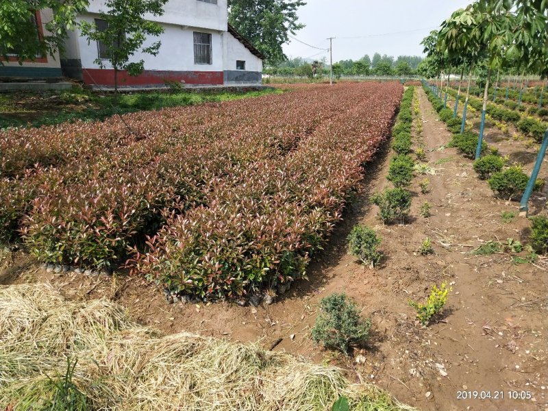 红叶石楠高杆，杯苗，石楠球