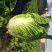 陆地小黄心大白菜大量上市3-5斤支持各种包装