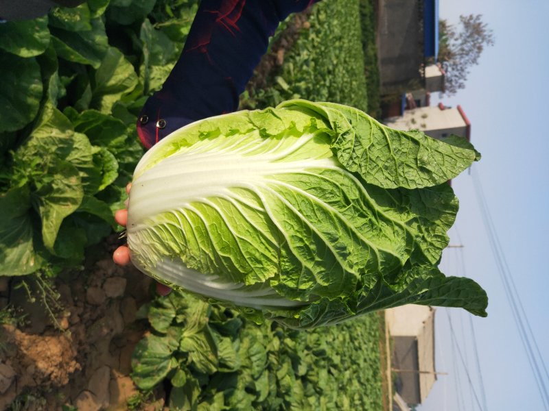 陆地小黄心大白菜大量上市3-5斤支持各种包装