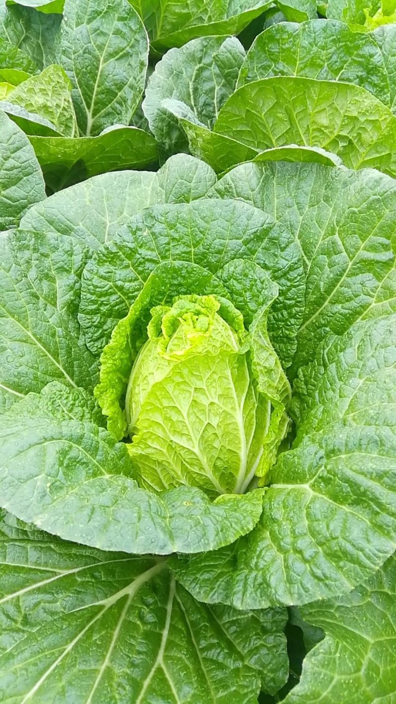 陆地小黄心大白菜大量上市3-5斤支持各种包装