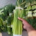 蒜薹精品50~60cm！小把二三斤上货量大