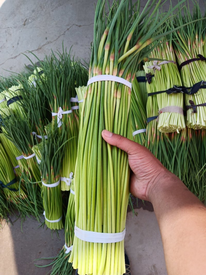 蒜薹精品50~60cm！小把二三斤上货量大