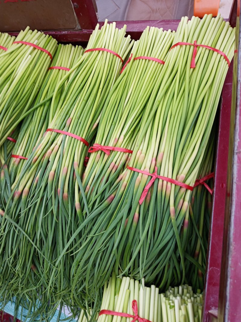 蒜薹精品50~60cm！小把二三斤上货量大