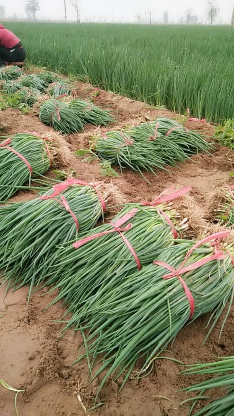 陕西大荔长白大葱葱苗！伟二，民丰，90白保证品种纯度！