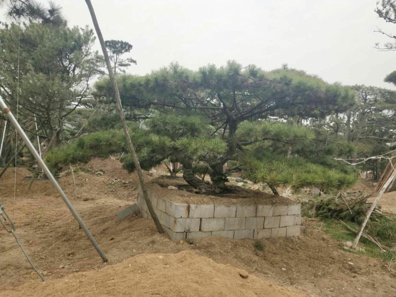 造型松观赏迎客松成品树存活率高欢迎致电咨询
