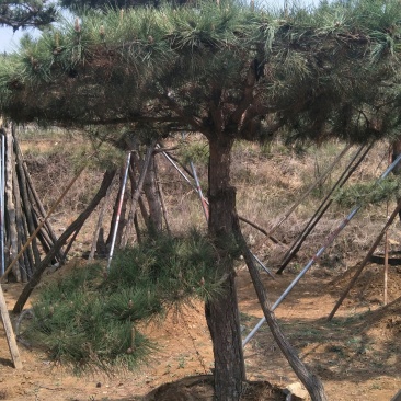 造型松观赏迎客松成品树存活率高欢迎致电咨询