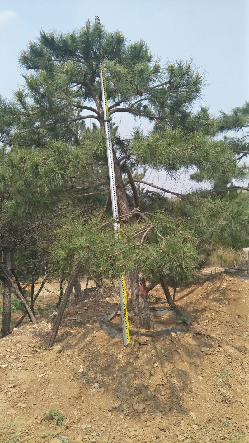 造型松观赏迎客松成品树存活率高欢迎致电咨询