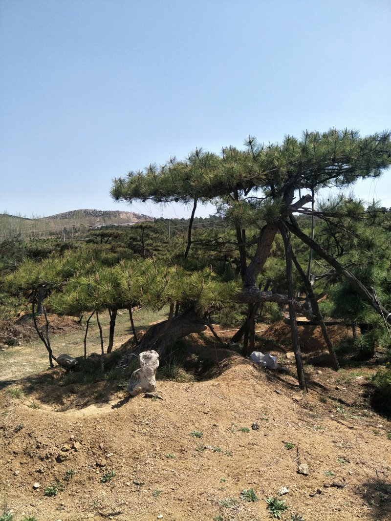 造型松观赏迎客松成品树存活率高欢迎致电咨询