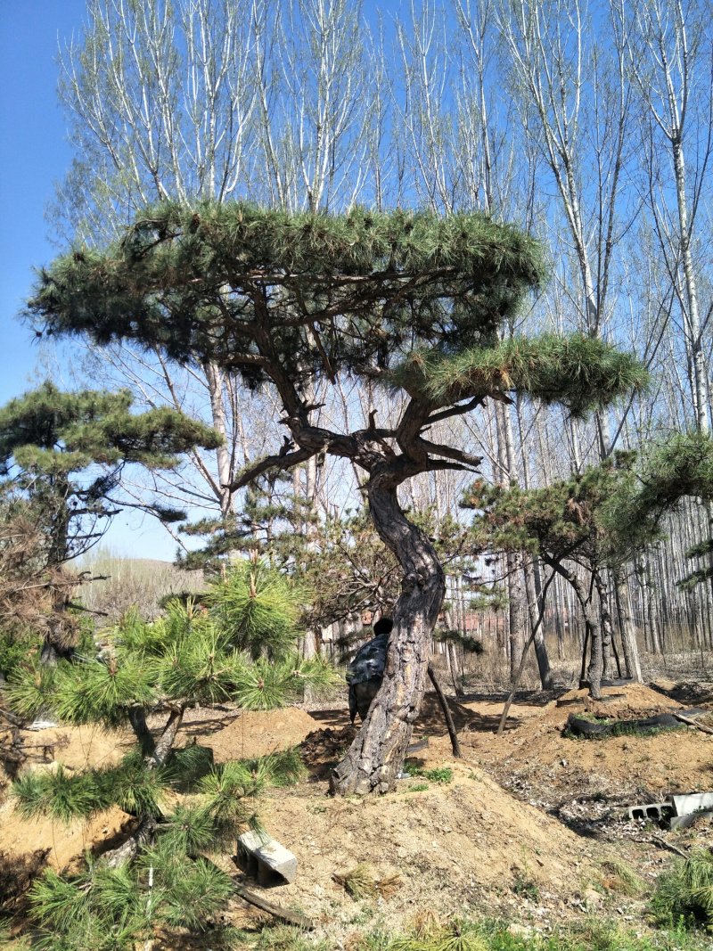 造型松观赏迎客松成品树存活率高欢迎致电咨询