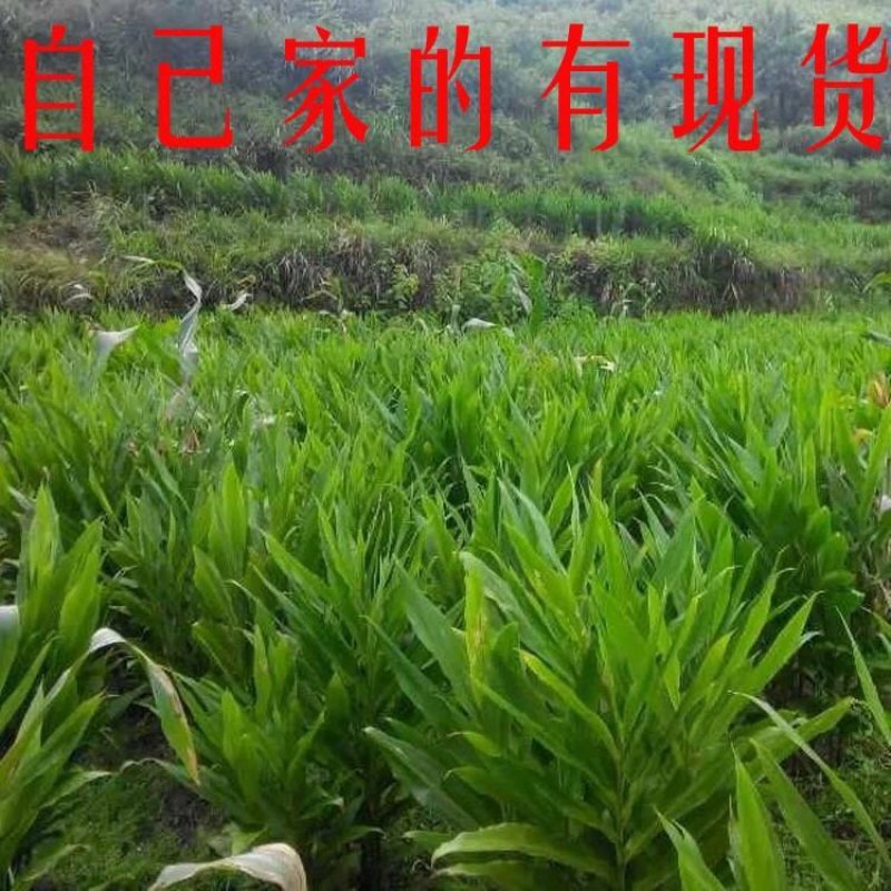 阳荷茗荷洋荷姜种根阳藿山姜观音花野生姜莲花姜种子洋河